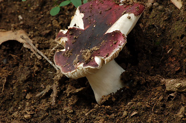 Criticatemi pure senza piet�!